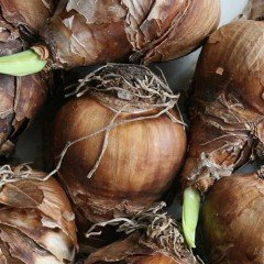 Özel Çeşit Nadir Geranium Nergis Soğanı (3 adet)
