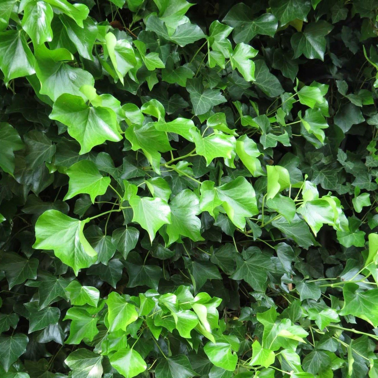 Tüplü Vantuzlu Yeşil Duvar Sarmaşığı (Hedera Helix) Fidanı