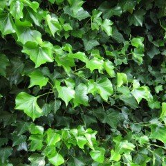 Tüplü Vantuzlu Yeşil Duvar Sarmaşığı (Hedera Helix) Fidanı
