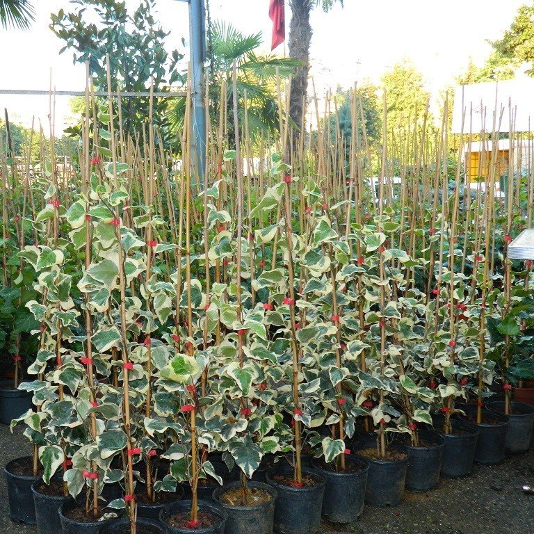 Tüplü Anne Maria Alacalı Duvar Sarmaşığı (Hedera Helix) Fidanı