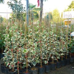 Tüplü Anne Maria Alacalı Duvar Sarmaşığı (Hedera Helix) Fidanı
