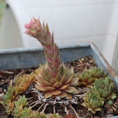 Sempervivum Tectorum Çiçeği Tohumu (20 tohum)