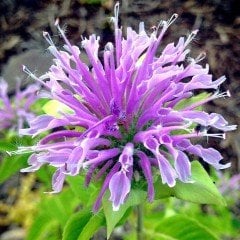 Monarda Fistulosa Çiçeği Tohumu (30 tohum)