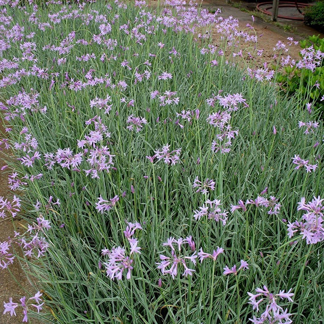 Society Garlic Sosyete Sarımsağı Çiçeği Tohumu (5 tohum)