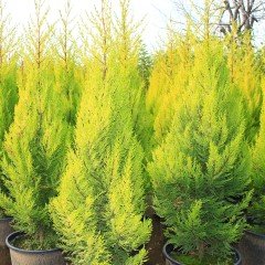 Tüplü Limoni Servi Fidanı (20-40) cm 100 Adet)