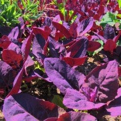 Orach (Atriplex Hortensis Red Plume) Çiçeği Tohumu (20 tohum)