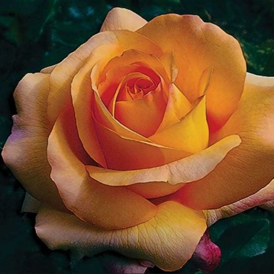 Tüplü Hybrid Tea Kokulu Athena Alman Gülü Fidanı