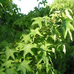 Tüplü Sığla Ağacı (Liquidambar Oriantalis) Fidanı (120-150 cm)