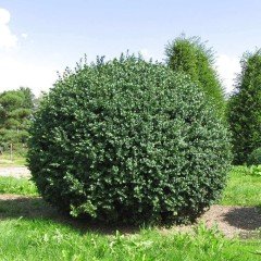 Tüplü Buxus Sempervirens Rotundifolia Şimşir Fidesi (5 Adet)