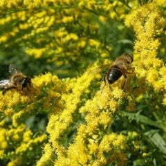 Solidago Çiçeği Tohumu (100 tohum)