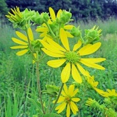 Silphium Integrifolium Çiçeği Tohumu (20 tohum)