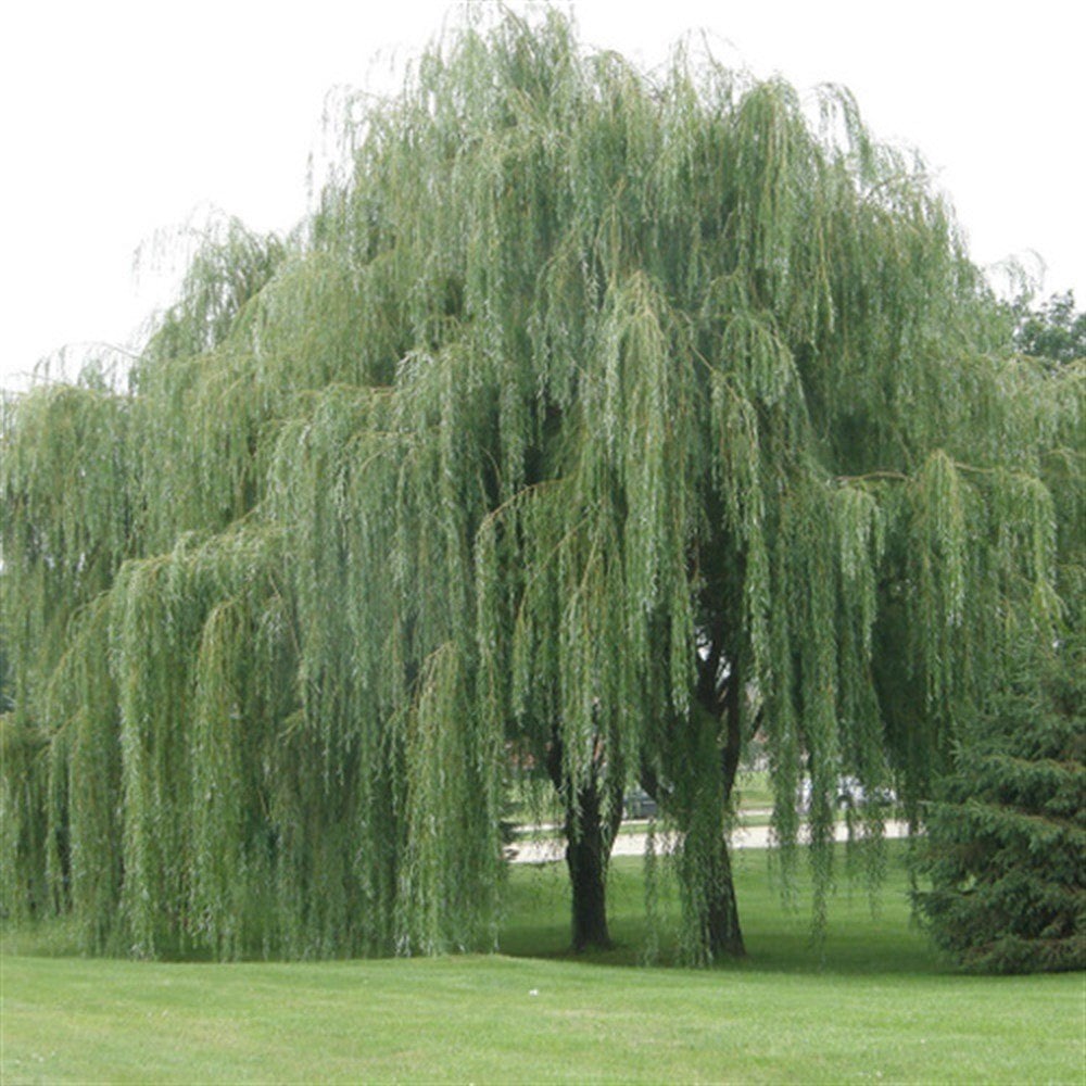 Tüplü Salkım Söğüt Ağacı Fidanı (150-200 cm)