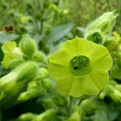 Midewiwan Sacred Tobacco Çiçeği Tohumu (40 tohum)