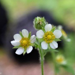 Potentilla arguta Çiçeği Tohumu (100 tohum)