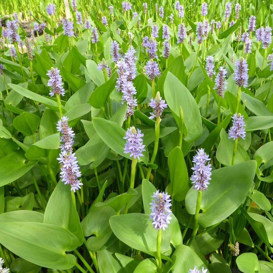 Pickerel Weed Çiçeği Tohumu (5 tohum)