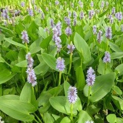 Pickerel Weed Çiçeği Tohumu (5 tohum)