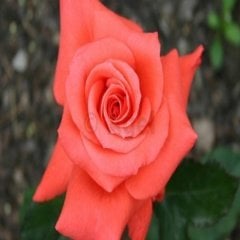 Tüplü Hybrid Tea Lady Rose Kokulu Yediveren Alman Gülü Fidanı