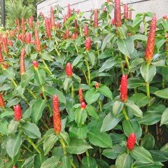 Costus speciosus Çiçeği Tohumu (5 tohum)