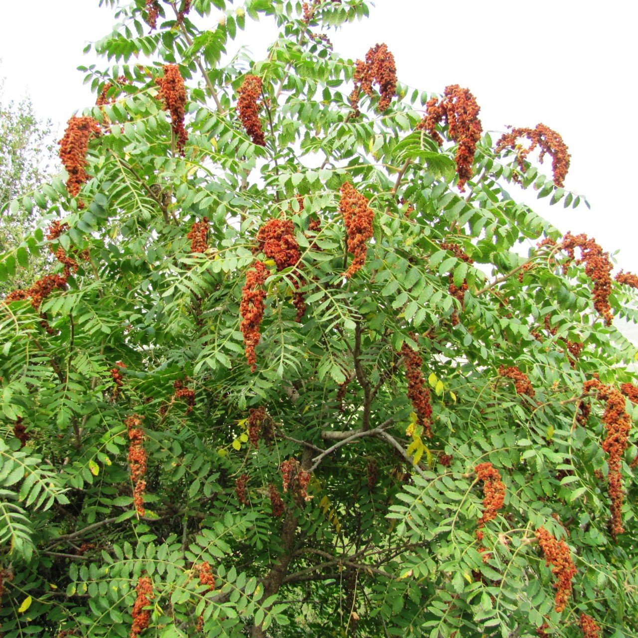 Tüplü Sumak Ağacı (Rhus typhina) Fidanı (20-50 cm) (10 Adet)