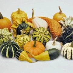 Karışık Süs Kabakları Tohumu (10 tohum)
