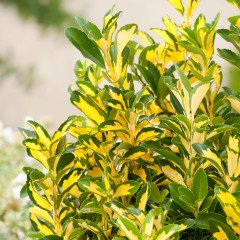 Tüplü Nadir Bulunan Gold Taflan (Euonymus japonica) Fidanı