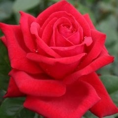 Tüplü Hybrid Tea Liebeszauber Çok Yoğun Özel Kokulu Yediveren Alman Gülü Fidanı