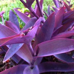 Tradescantia Pallida Purple Heart Mor Telgraf Çiçeği Fidesi 9 luk Saksı