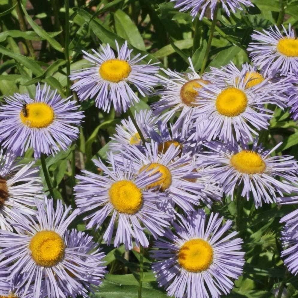 Clear Blue Erigeron Çiçeği Tohumu (50 tohum)