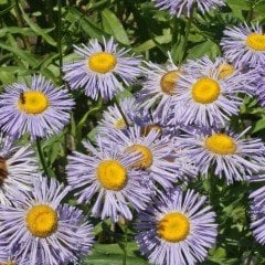 Clear Blue Erigeron Çiçeği Tohumu (50 tohum)