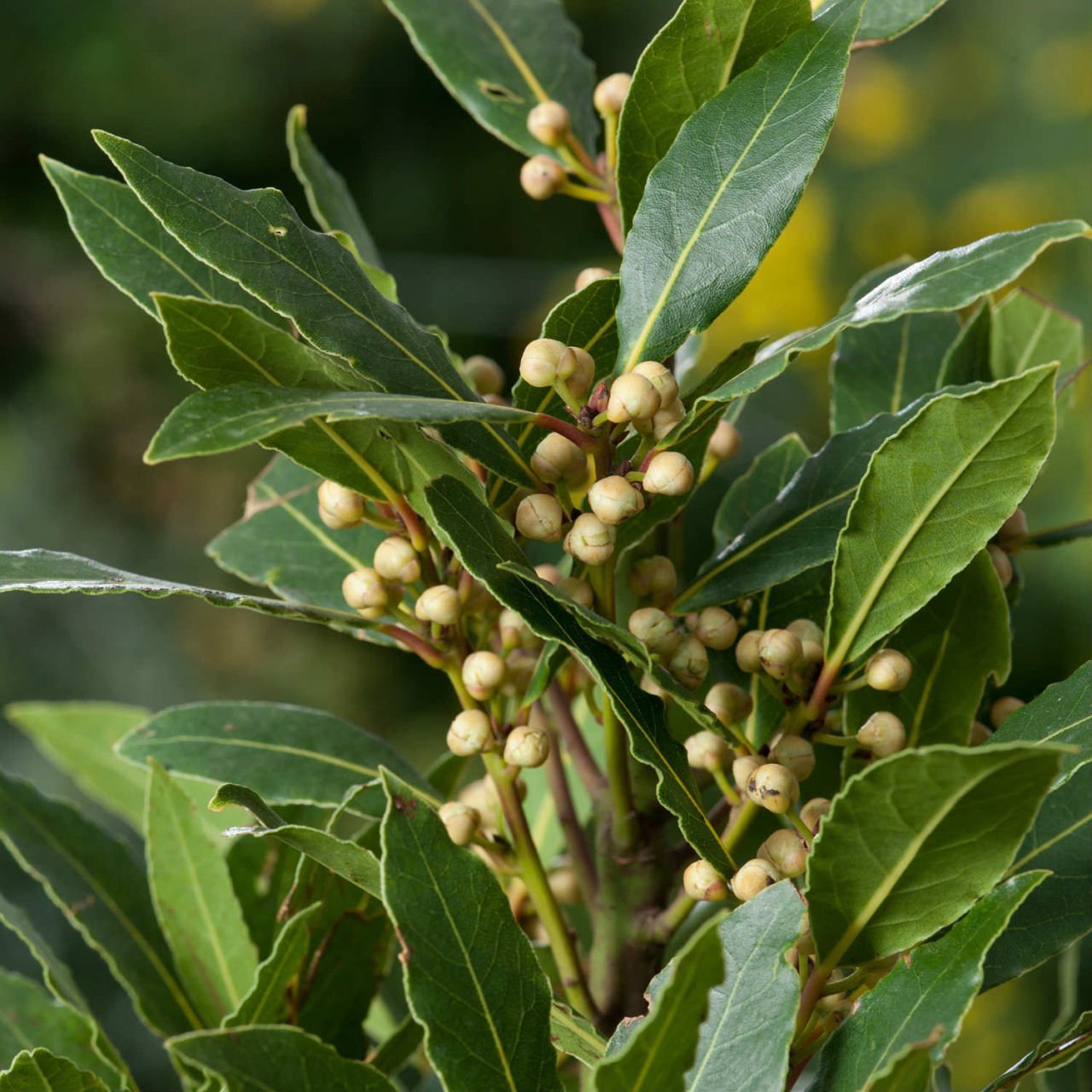 Tüplü Aromatik Defne (Laurus Nobilis) Fidanı (60-100 cm)