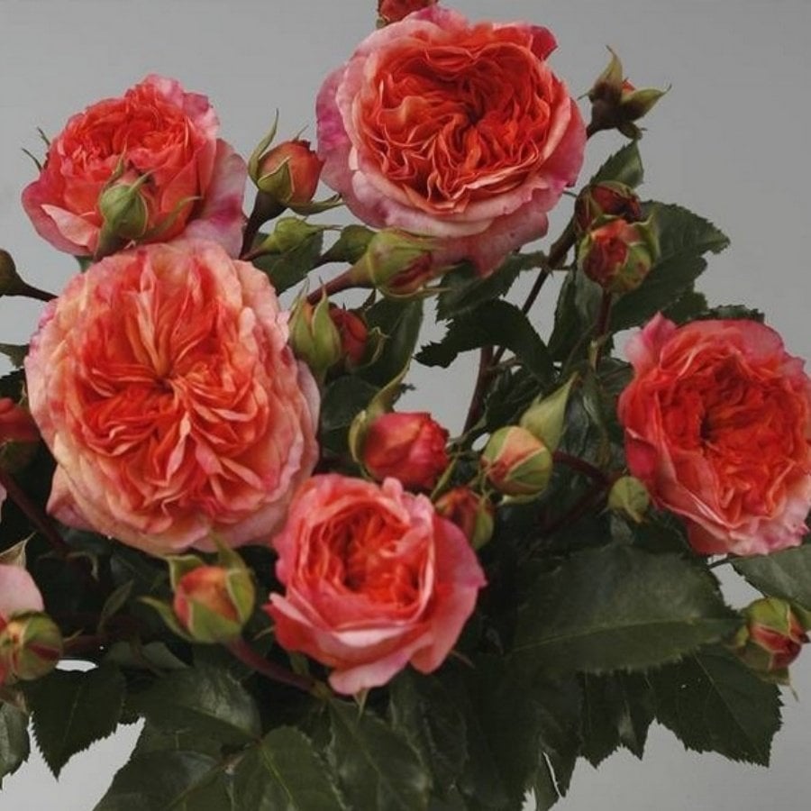 Tüplü Hybrid Tea Orange Pompon Yediveren Alman Gülü Fidanı