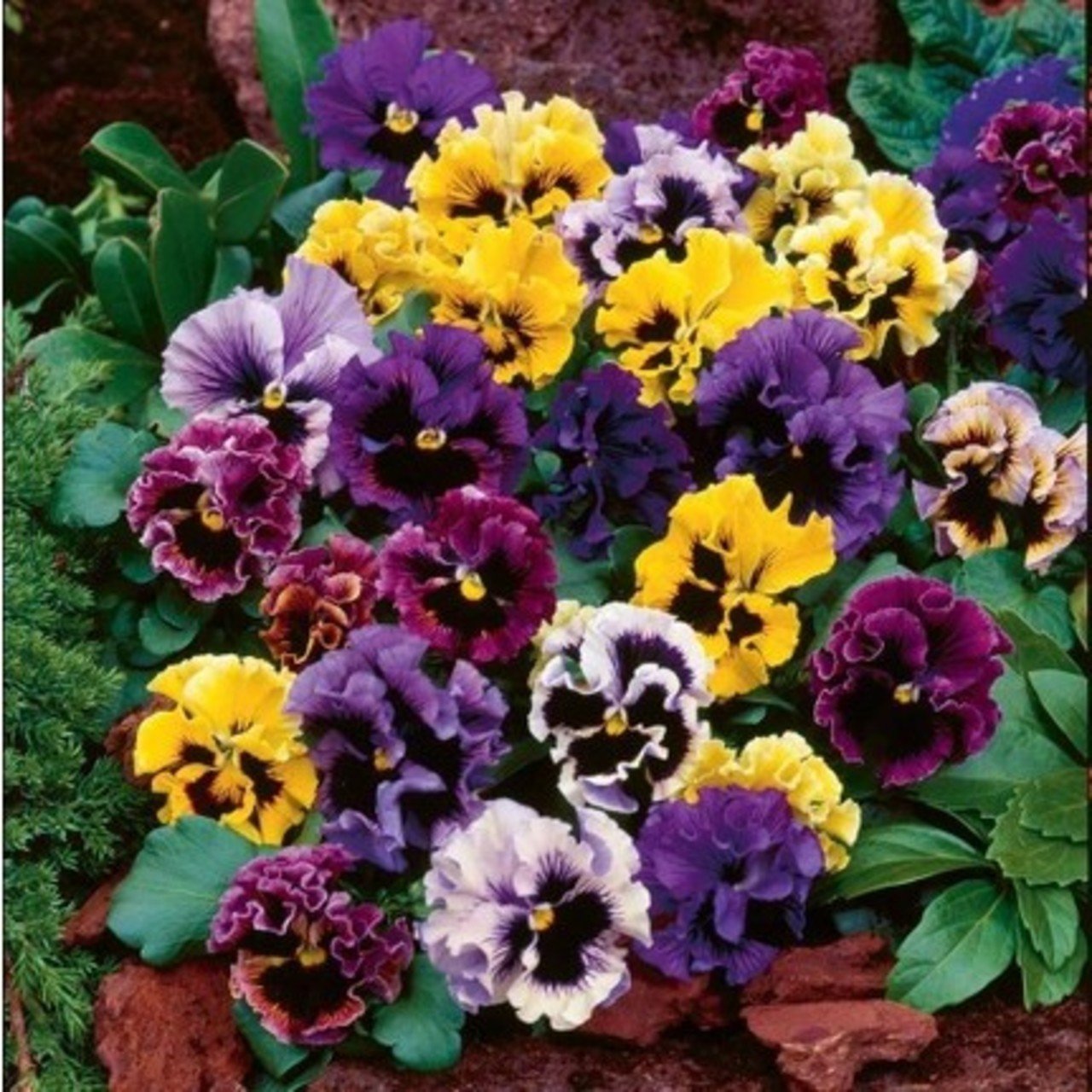 Karışık Renkli Dev Menekşe (Viola) Çiçeği Tohumu(50 tohum)