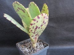 Alaca Yapraklı Kalanchoe Marmorata Sukulent Nadir Çeşit (5.5 Luk Saksıda)