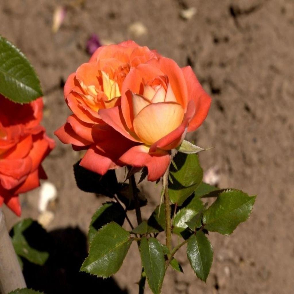 Tüplü Yediveren Turuncu Dolce Vita Gül Fidanı