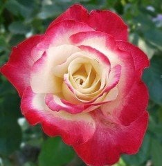 Tüplü Yediveren Bicolor Pink Double Delight Gül Fidanı