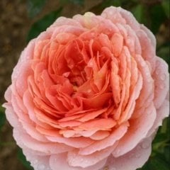 Tüplü Hybrid Tea Romantic Antike Yediveren Alman Gülü Fidanı