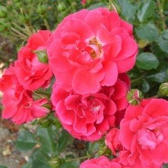 Tüplü Yediveren Çok Goncalı Fiona Nar Çiçeği Gül Fidanı