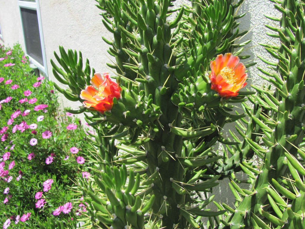 Austrocylindropuntia Subulata Monstrosa Dikenli Kaktüs (5.5 Luk Saksıda)