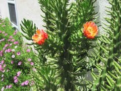 Austrocylindropuntia Subulata Monstrosa Dikenli Kaktüs (5.5 Luk Saksıda)