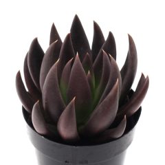 Black Prince Echeveria Nadir Çeşit Sukulent (9 luk Saksıda)