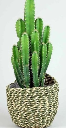 Cereus Peruvianus Florida Dikenli Kaktüs(5. Luk Saksıda)