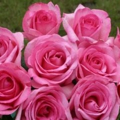 Tüplü Hybrid Tea Sweet Parole Çok Yoğun Özel Kokulu Yediveren Alman Gülü Fidanı