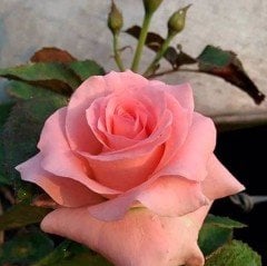 Tüplü Yediveren Lady Diana Pembe Kokulu Gül Fidanı