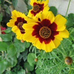 Kız Gözü Coreopsis Çiçeği Tohumu(100 tohum)