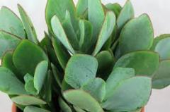 Crassula Arborescens Undulatifolia Nadir Çeşit Sukulent (5.5 Luk Saksıda)