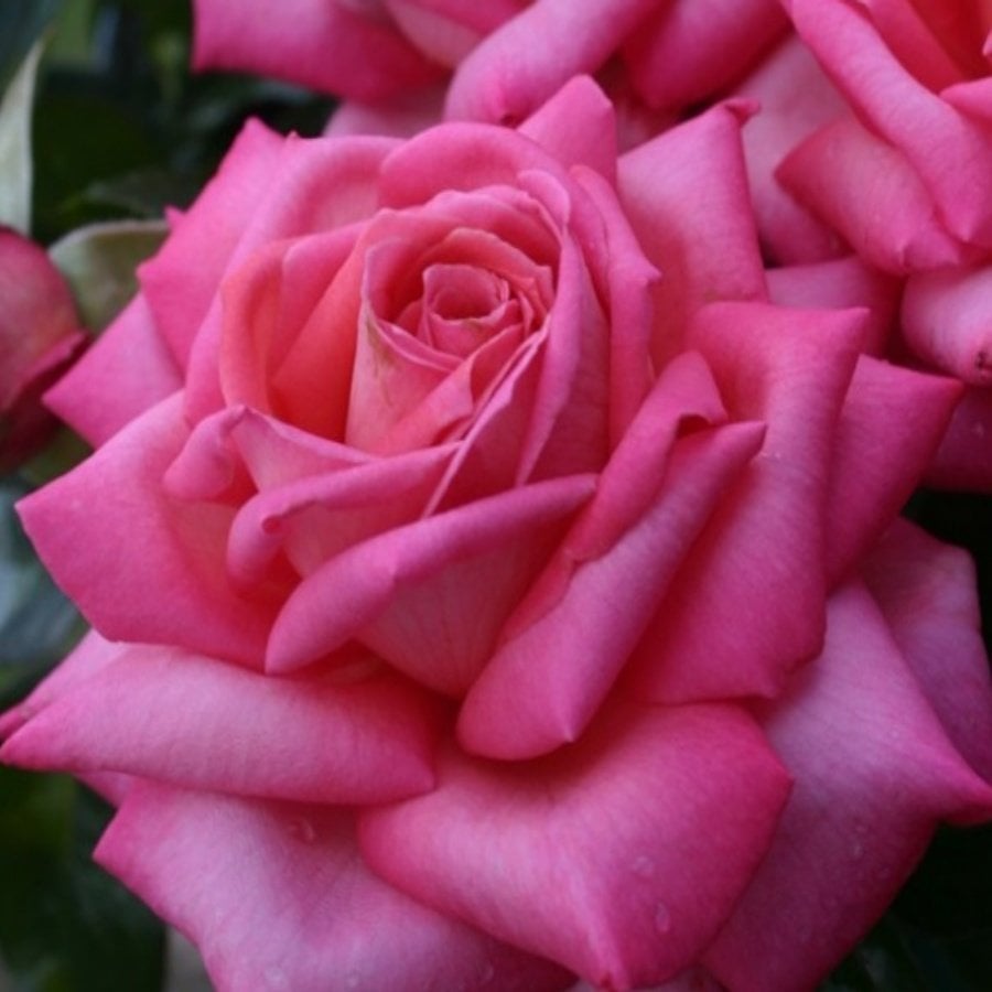 Tüplü Hybrid Tea Wedding Bells Kokulu Yediveren Alman Gülü Fidanı