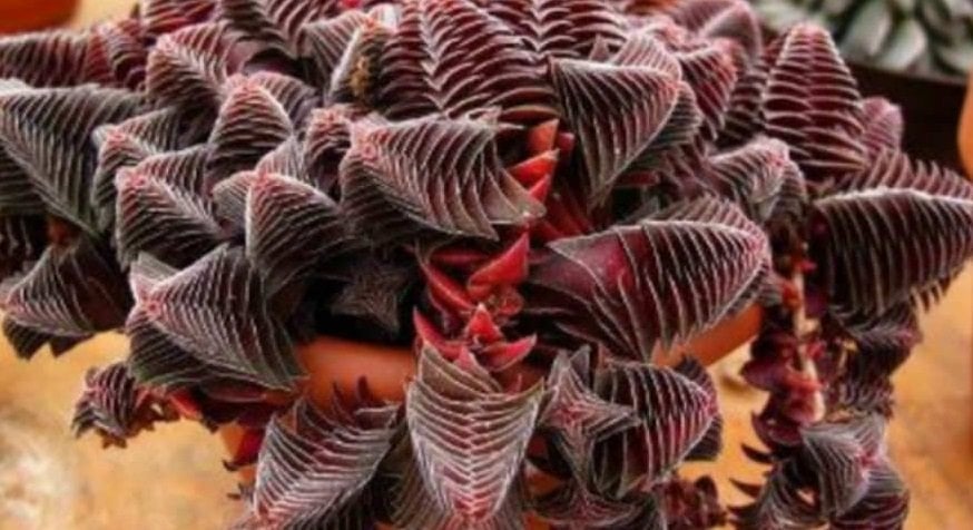 Crassula Capitella Subsp. Thyrsiflora  Nadir Çeşit Sukulent (5. Luk Saksıda)