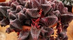 Crassula Capitella Subsp. Thyrsiflora  Nadir Çeşit Sukulent (5. Luk Saksıda)