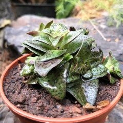 Crassula Exilis Ssp. Picturata Nadir Çeşit Sukulent (5. Luk Saksıda)