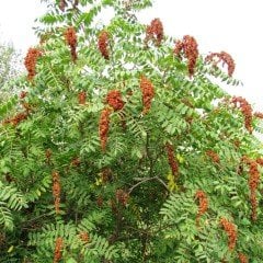 Tüplü Sumak Ağacı (Rhus Typhina) Fidanı -Seneye Meyve Verir
